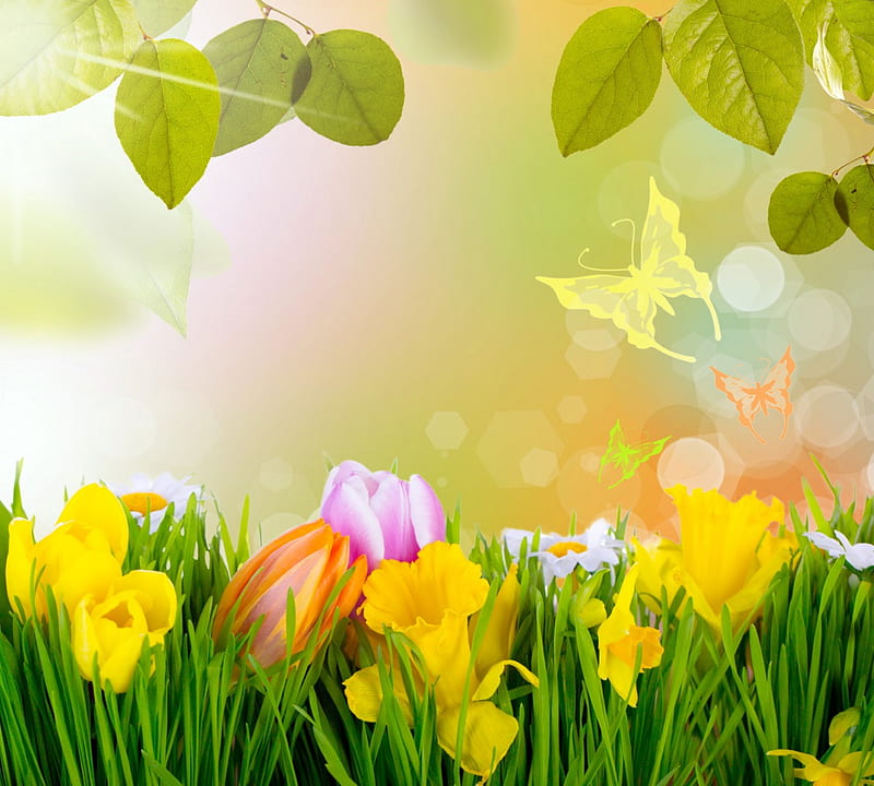 Spring Time, grass, flowers, spring, sunshine, butterflies, tulips, meadow, HD wallpaper