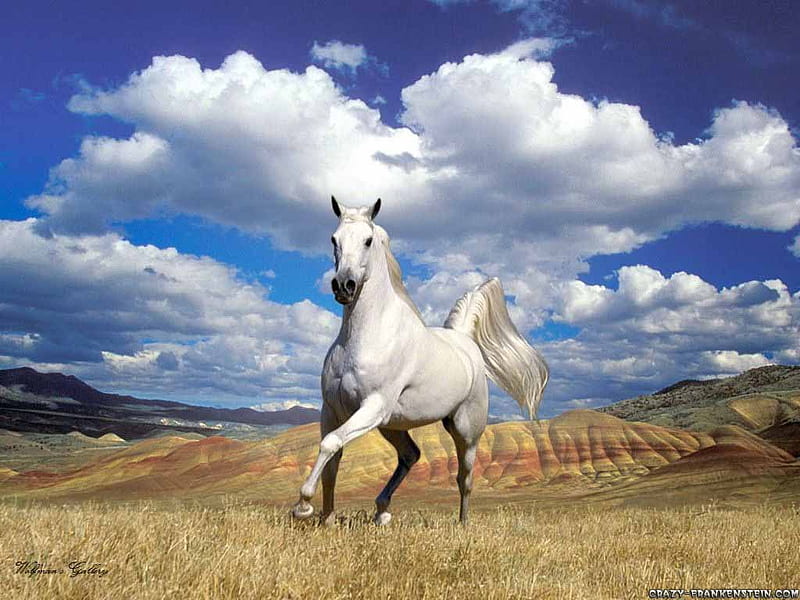 stunning horse whit sky , nature, sky, horse, animals, HD wallpaper