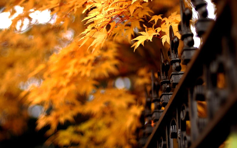 Fence Leaves-Autumn Nature, HD wallpaper
