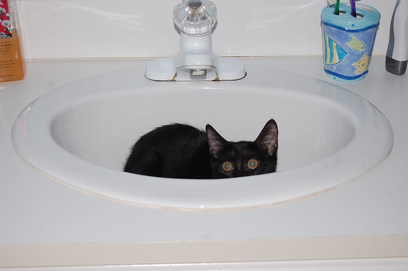 A Bit of Fur in the Sink, sink, cute, bathroom, black, adorable, white, cat, kitten, HD wallpaper