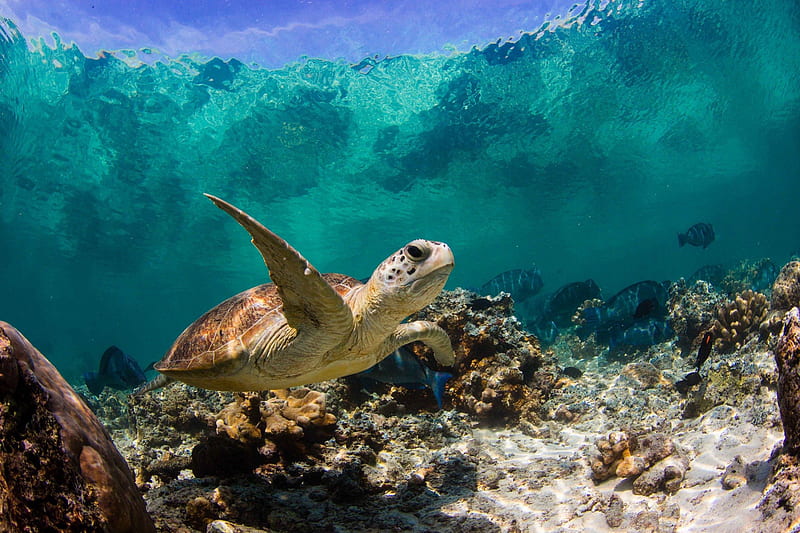Undersea Turtle, Turtles, Corals, Sea, Animals, HD wallpaper