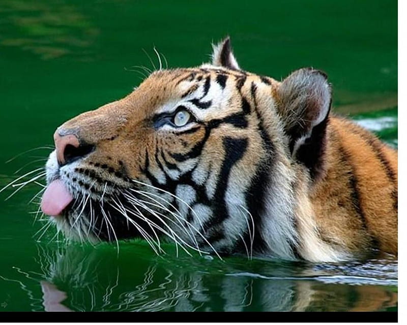 Tiger swimming, majestic, tiger, swimming, stipes, HD wallpaper