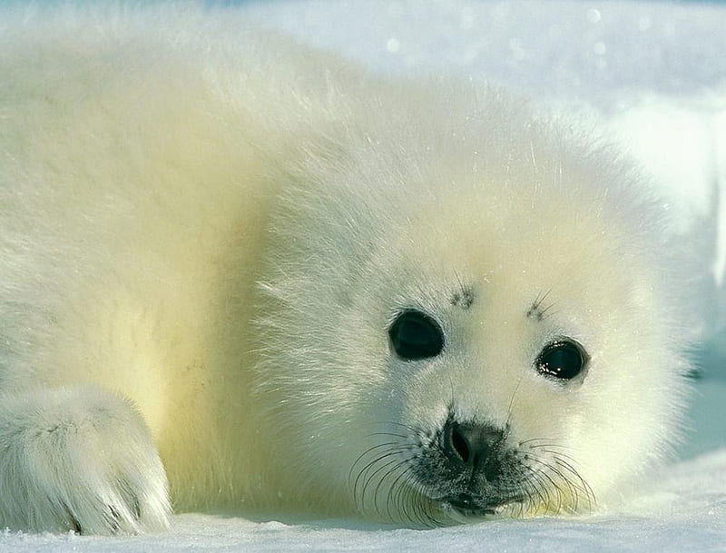 Baby Harp Seal, harp seal, ice, snow, baby, HD wallpaper
