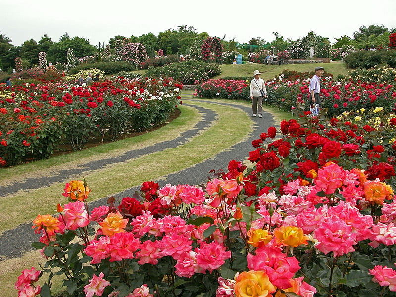 rose garden, botanical, flowers, garden, bonito, roses, HD wallpaper