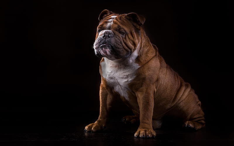 English Bulldog, funny brown dog, pets, bulldog on a black background, dogs, HD wallpaper