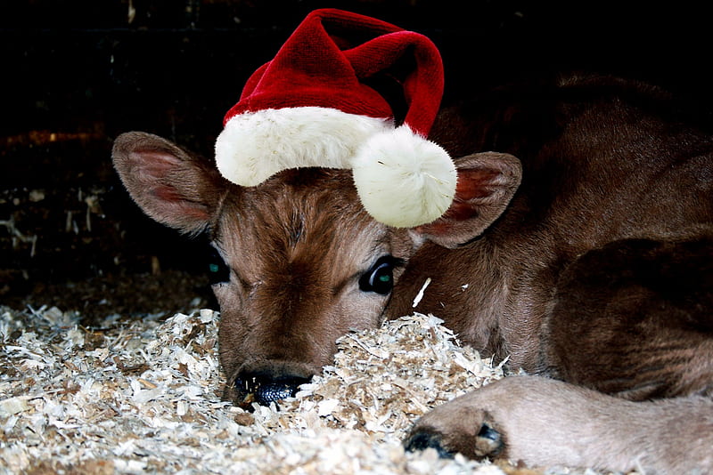 Santa's New Calf, Red, New, Calf, White, Cows, Santa, Hats, Animals, HD wallpaper