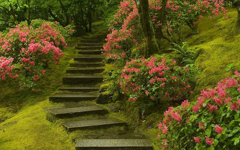 Flower, Stairs, HD wallpaper | Peakpx