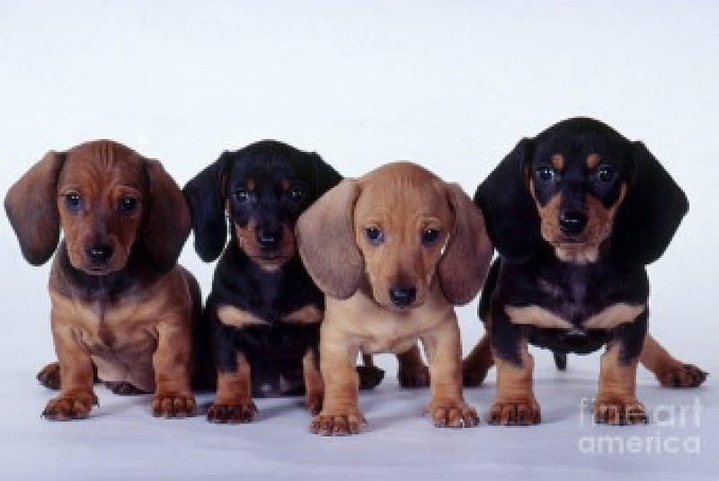 dachshund puppies, cute, pet, dachshund, puppy, dog, HD wallpaper