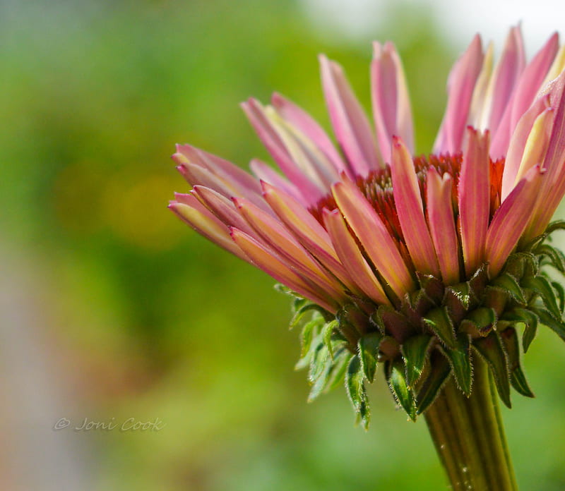 Cone Flower, pink, HD wallpaper | Peakpx