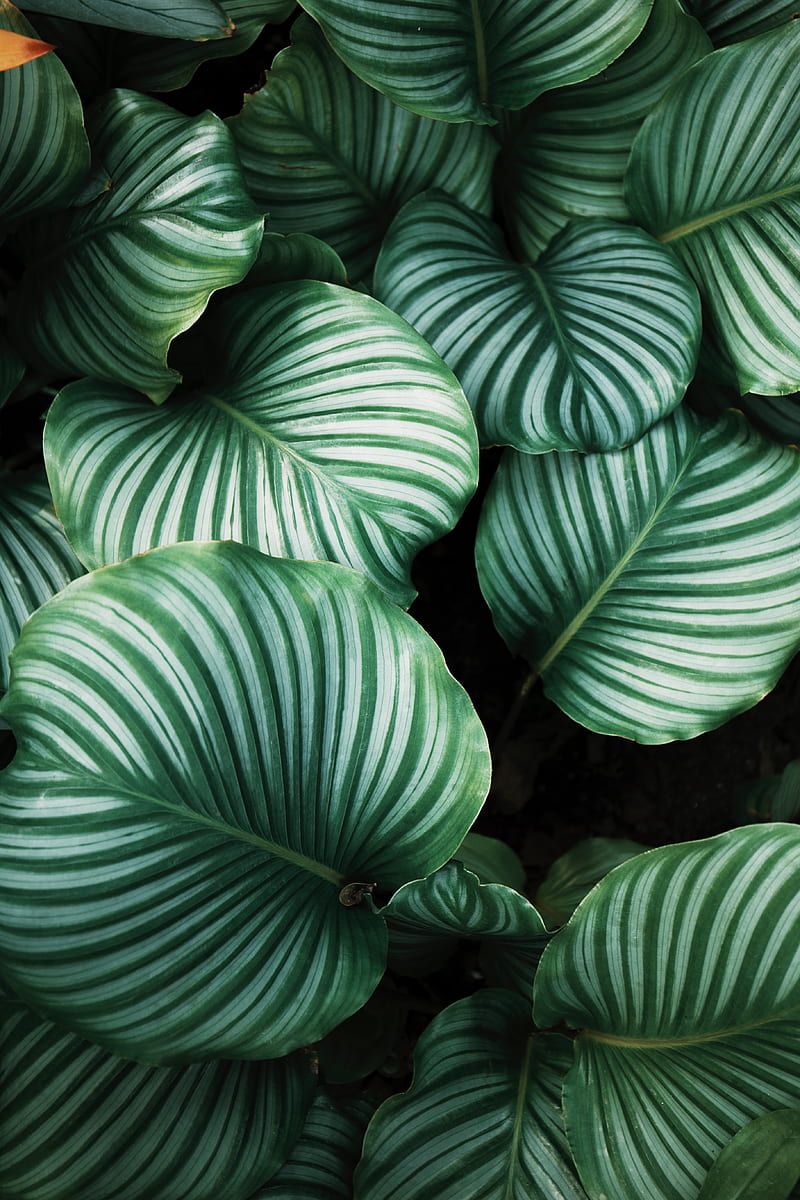 green and white leafed plants, HD phone wallpaper