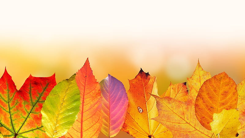 Autumn background, bg, autumn, leaves, wp, HD wallpaper | Peakpx