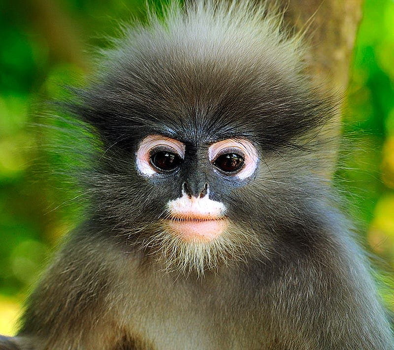 67 Baby Monkey Wallpaper  WallpaperSafari