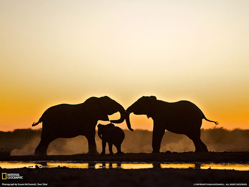 Elephant Trio Namibia-national geographic, HD wallpaper