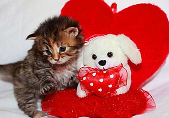 HD valentine kitty wallpapers | Peakpx