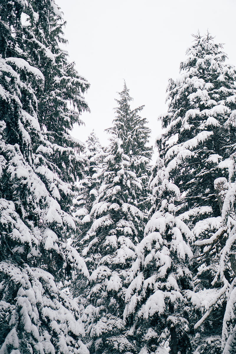 pine trees snow wallpaper