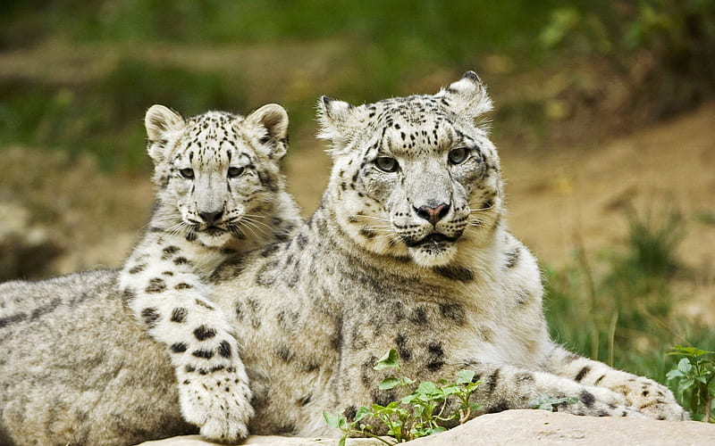 snow leopard cubs with mother