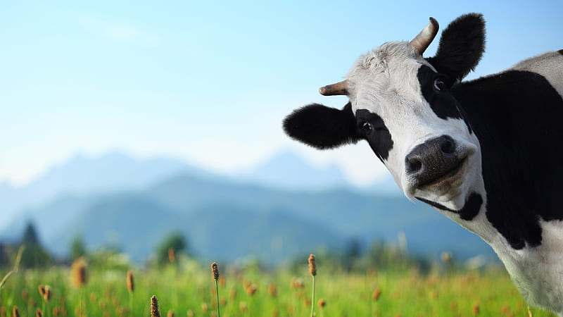 20 Best Free Cow Pictures  Stock Photos on Unsplash