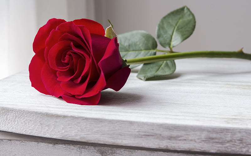 :), red rose, one, flower, day, valentine, mother, card, HD wallpaper