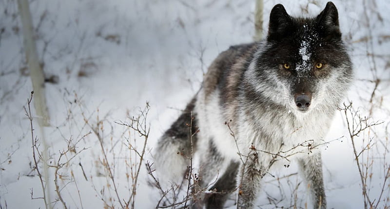 Lobo genial, canislupus, negro, dicho, lobo de madera, lobos, blanco,  aullido, Fondo de pantalla HD | Peakpx