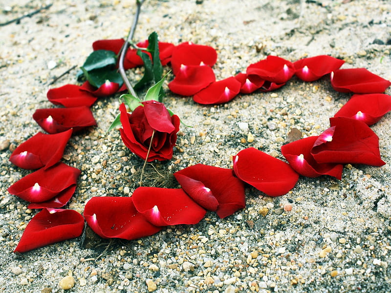 With Love, red roses, red, pretty, bonito, valentine, red rose, beach, still life, graphy, sand, rosebud, love, flowers, beauty, for you, valentines day, lovely, romantic, romance, corazones, roses, rose petals, heart, nature, petals, gravel, HD wallpaper