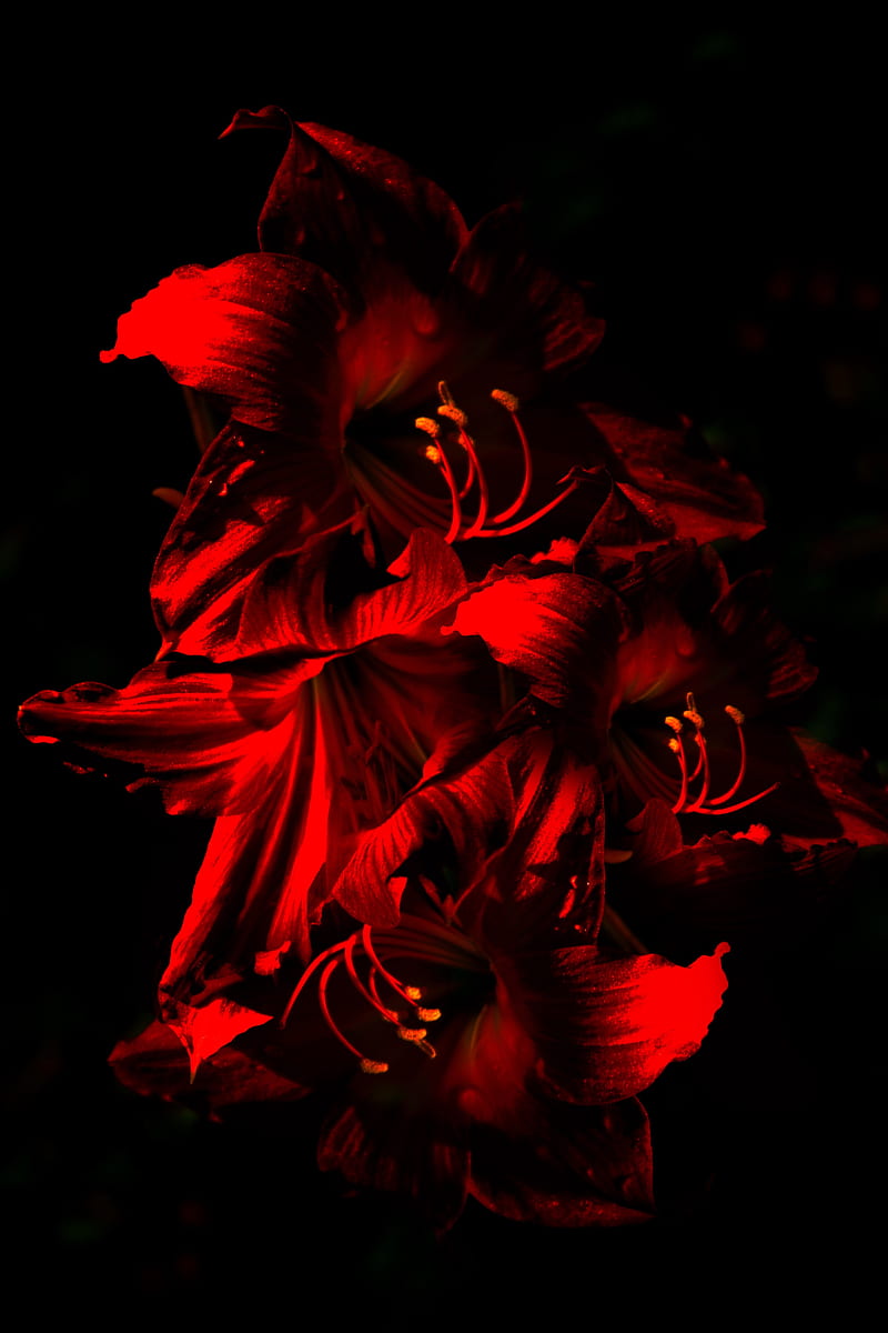 amaryllis, flower, bloom, red, dark, HD phone wallpaper