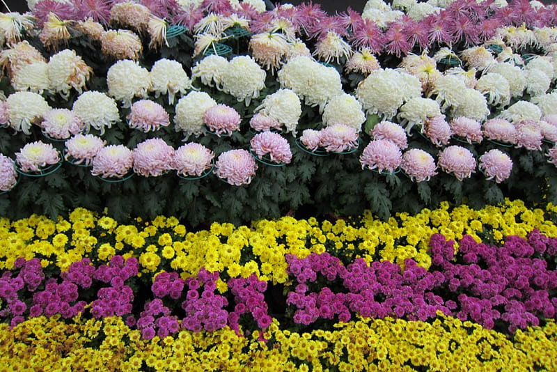 Chrysanthemum, colorful, garden, bonito, HD wallpaper