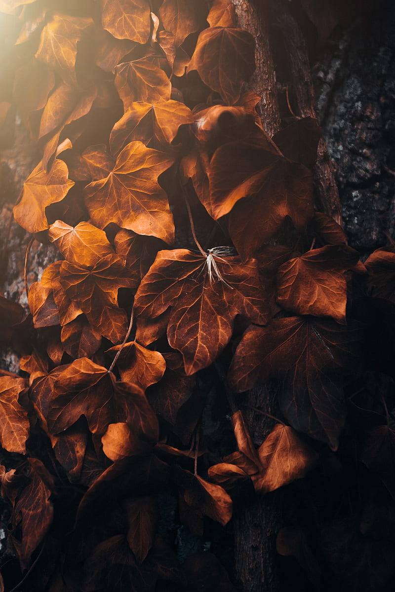 leaves, poplar, veins, macro, HD phone wallpaper
