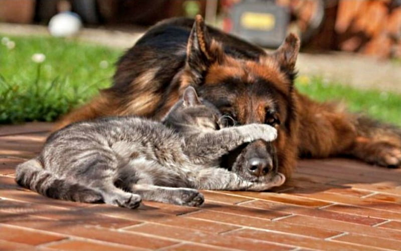 cat and dog friends, tight, held, muzzle, shut, HD wallpaper