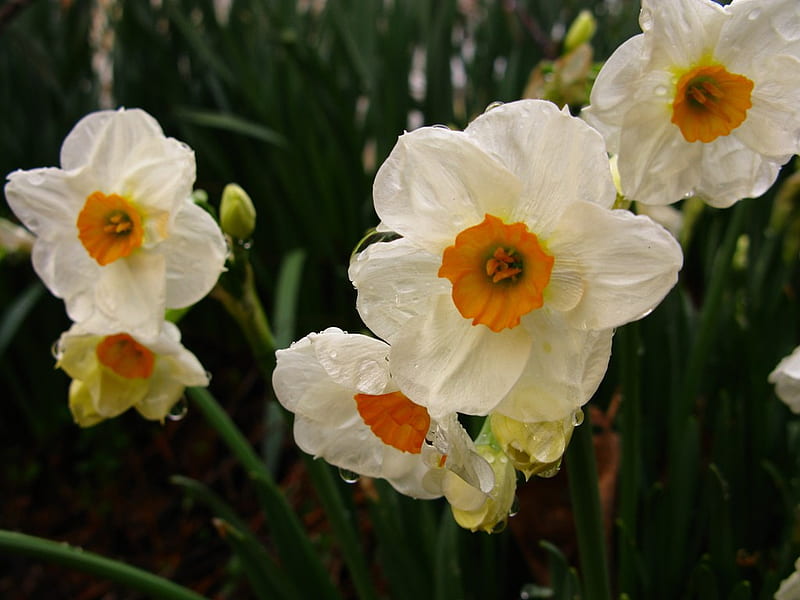Spring Flowers, bulbs, orange, flowers, spring, white, HD wallpaper