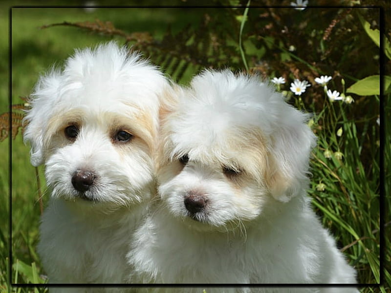 CUTE WHITE PUPPIES, PUPPIES, CUTE, TWO, HD wallpaper