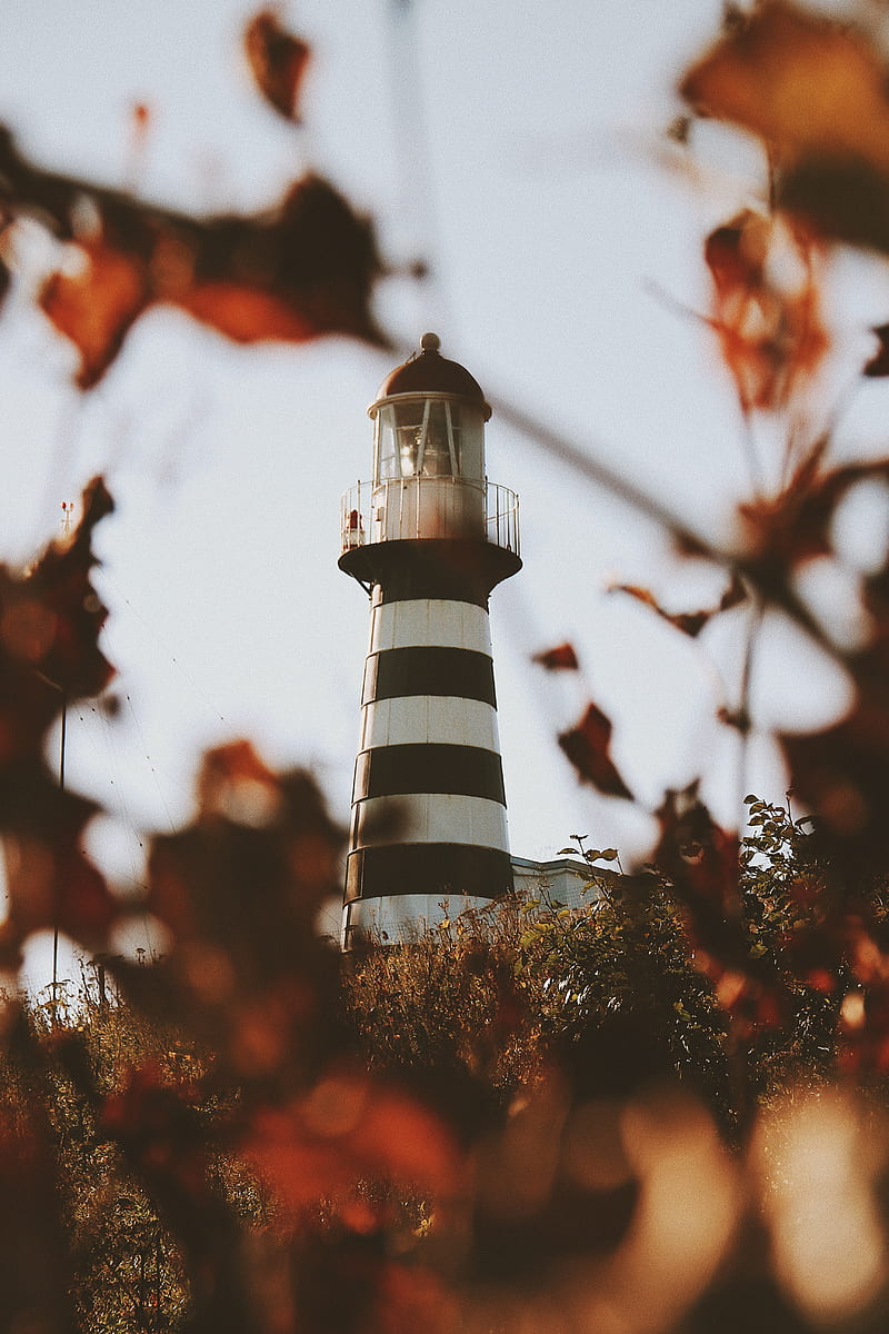 lighthouse, building, architecture, bushes, leaves, HD phone wallpaper