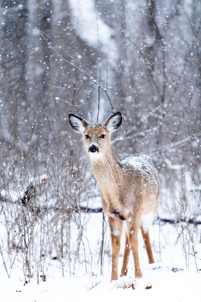 animals, snow, nature, HD phone wallpaper