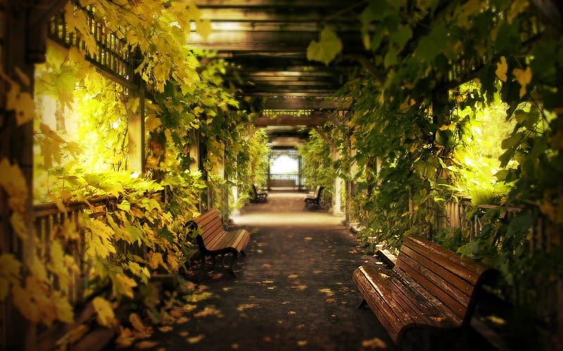 alley-autumn landscape, HD wallpaper