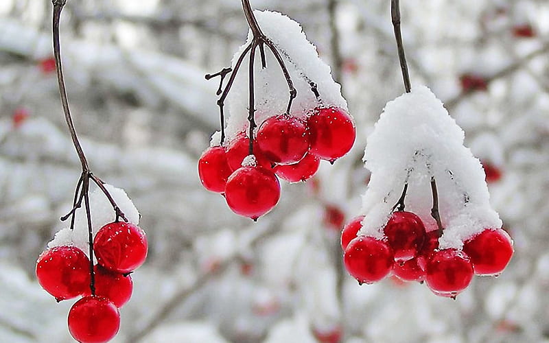 nature, Winter, First, Snow, Red, Berries, Fruits, Cranberry / and Mobile Background, HD wallpaper