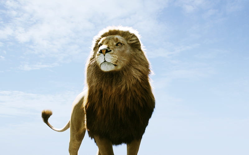 narnia dawn treader, dawn, treader, aslan, narnia, HD wallpaper