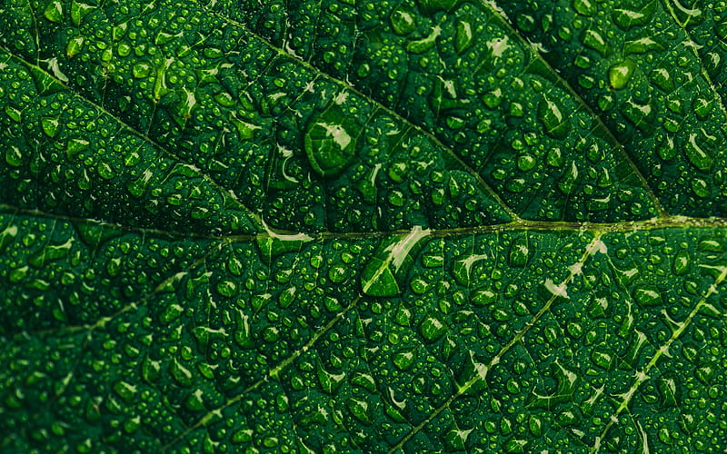 green leaf, close-up, drops of dew, ecology, leaves, dew, HD wallpaper