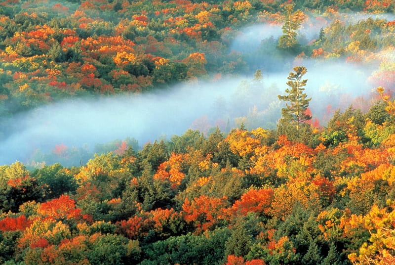 Porcupine Mountains in Fall, autumn, leaves, colors, trees, mist, HD wallpaper