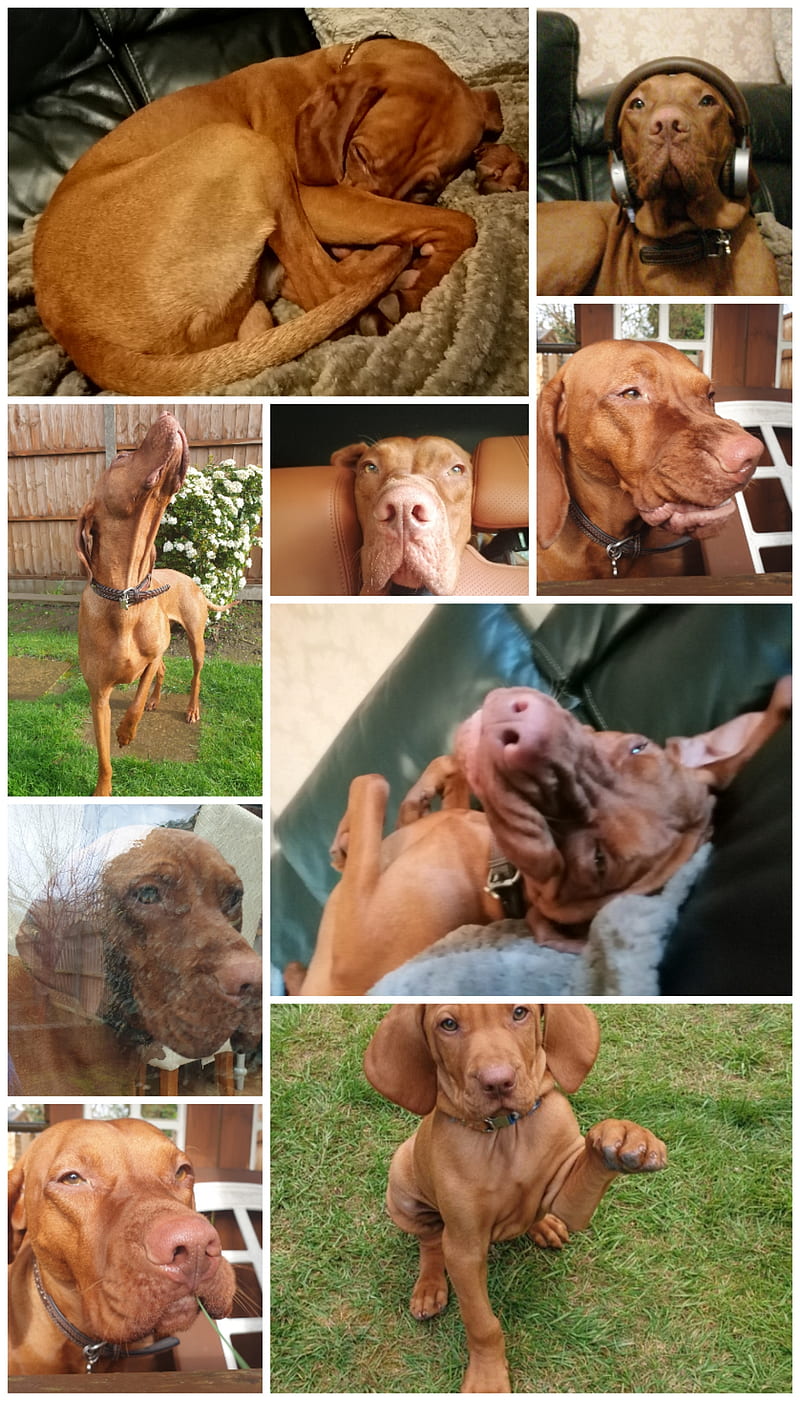 Vizsla Collage, cute dog, cute dog collage, dog, dog collage, hungarian, hungarian vizsla, hungarian vizsla collage, vizsla, HD phone wallpaper