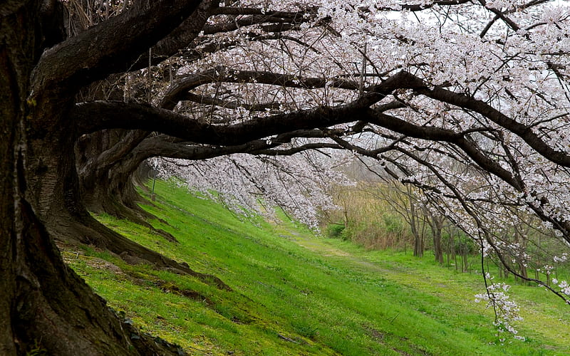 SLIPPING SLOPE, sakura, japan, spring, cherry blossom, HD wallpaper