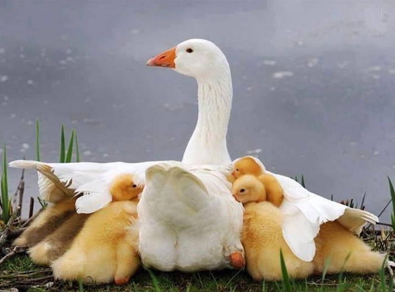 Protected, wings, duck, safe, ducklings, white, under, HD wallpaper