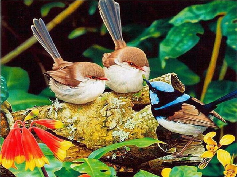 Birds, beautiful colors, beautiful nature, eat, colorful birds, HD wallpaper  | Peakpx