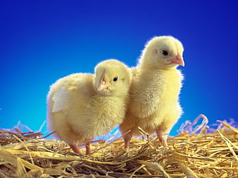 cute baby chicken wallpaper