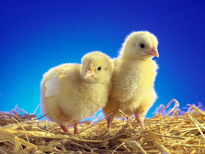 Cute chicken, cute, chicken, yellow, baby, animal, HD wallpaper
