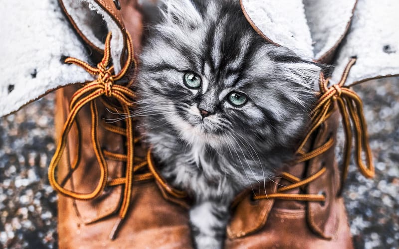 Kitten, brown, shoes, pisici, cute, cat, leather, animal, white, black, HD wallpaper