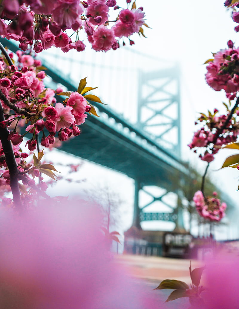 sakura, flowers, pink, bridge, spring, HD phone wallpaper