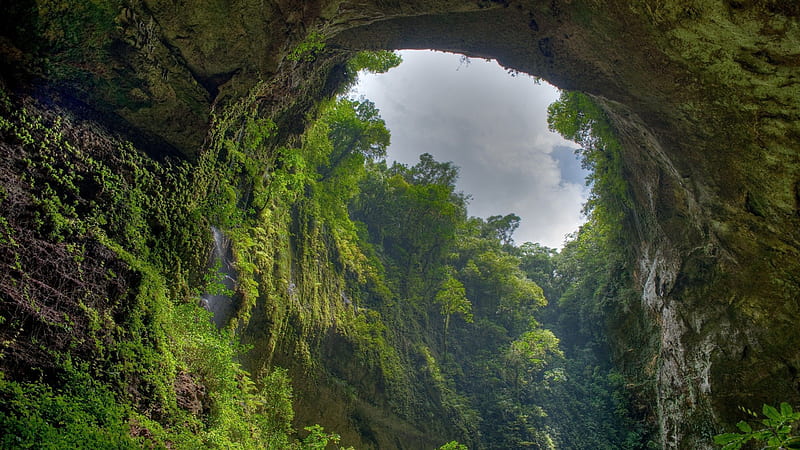 Cave Covered Small Plants And Algae In Jungle Jungle, HD wallpaper