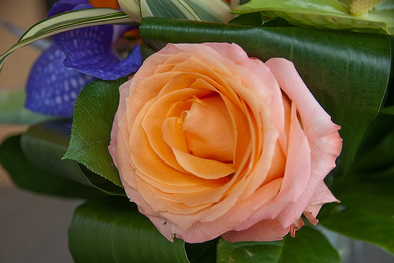 Orange Rosebush, bloom, orange, rose, flowers, petals, nature, HD wallpaper