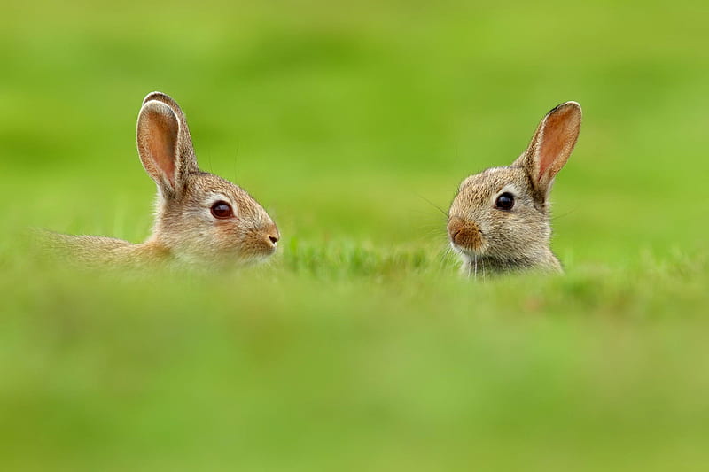 Rabbits, rabbit, green, bunny, easter, rodent, animal, field, couple, HD wallpaper