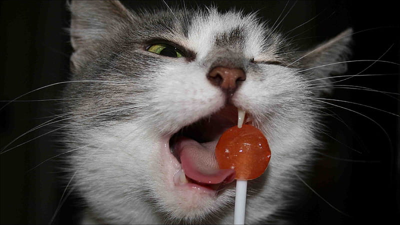 Sweet treat, candy, lollipop, funny, cat, animal, pisica, HD wallpaper