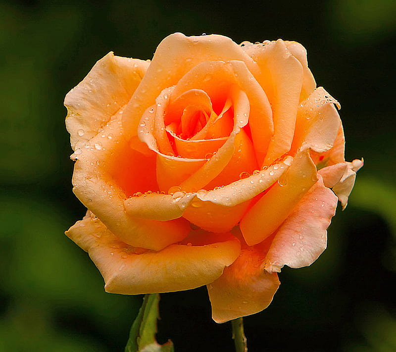 Nice Rose, HD wallpaper | Peakpx